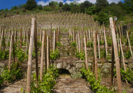 Vineyards of south Ardèche