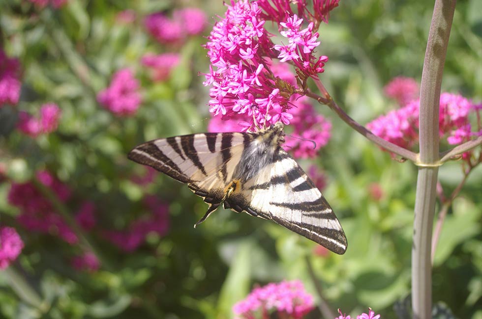 Close-up auf einem Schmetterling